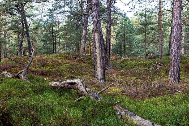 Pines (Pinus), pine forest, tree trunks, Darßwald, Fischland-Darß-Zingst, National Park Vorpommersche Boddenlandschaft, Mecklenburg-Vorpommern, Germany