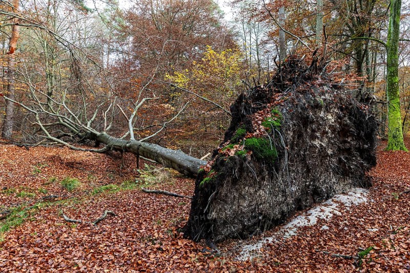 Fallen tree lies in autumn forest, autumn-colored leaves, Darßwald, Fischland-Darß-Zingst, Western Pomerania Lagoon Area National Park, Mecklenburg-Western Pomerania, Germany