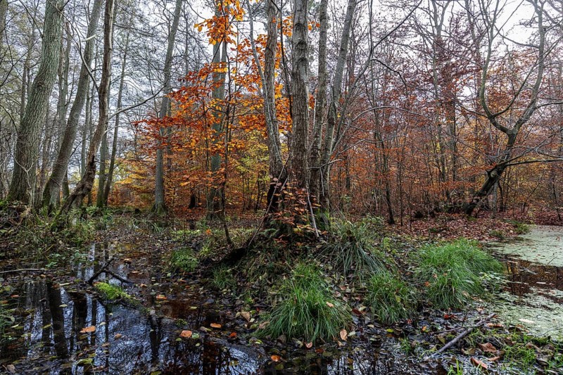 Moorland in the pristine Darßwald, autumn colors, Darß, Fischland-Darß-Zingst, Western Pomerania Lagoon Area National Park, Mecklenburg-Western Pomerania, Germany