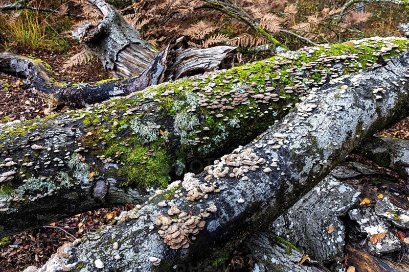 Tree fungus, Split Gill (Schizophyllum commune), on dead tree trunk, Darßwald, Darß, Fischland-Darß-Zingst, National Park Vorpommersche Boddenlandschaft, Mecklenburg-Vorpommern, Germany