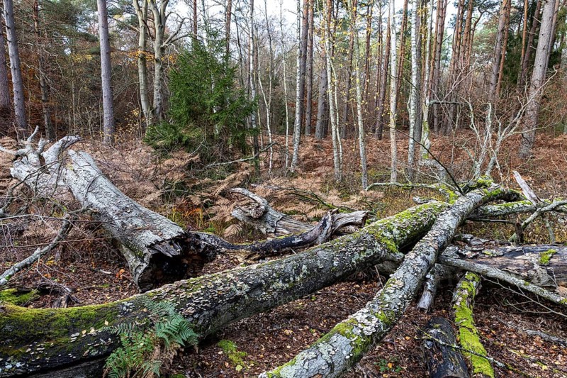 Dead tree trunks lie on forest soil, Darßwald, Darß, Fischland-Darß-Zingst, Western Pomerania Lagoon Area National Park, Mecklenburg-Western Pomerania, Germany