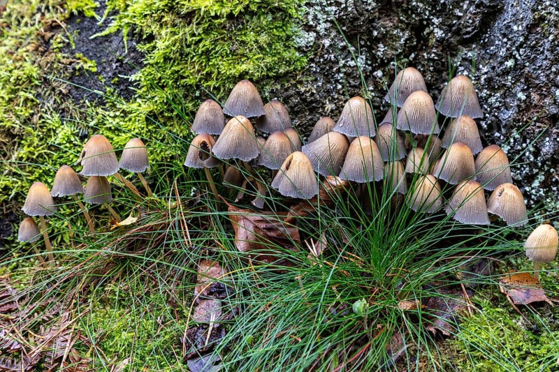 Mushroom, mica tintling (Coprinellus micaceus), Darßwald, Darß, Fischland-Darß-Zingst, Vorpommersche Boddenlandschaft National Park, Mecklenburg-Western Pomerania, Germany