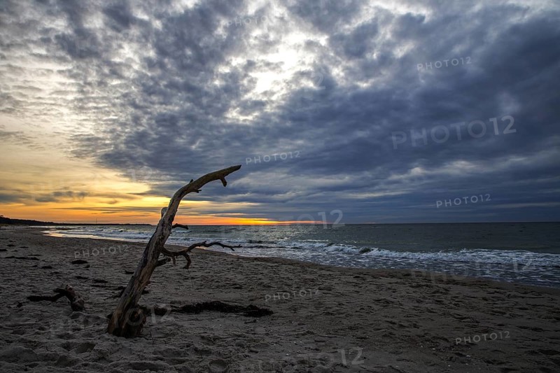 Dead tree on the beach, dramatic clouds, evening light, sunset, Weststrand Darß, Baltic Sea, Fischland-Darß-Zingst, Western Pomerania Lagoon Area National Park, Mecklenburg-Western Pomerania, Germany