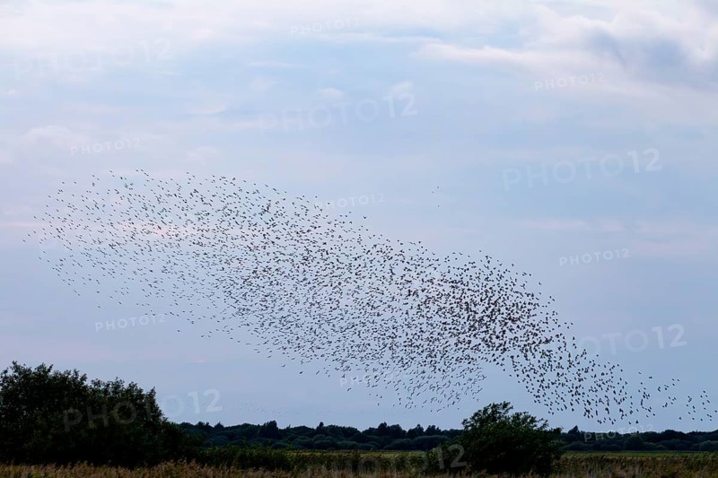 More and more starlings (Sturnus vulgaris) gather at the roost and begin to form formations, autumn migration, spring migration, bird migration, assembly point, flight formation, Germany