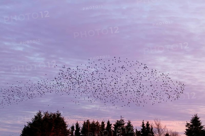 Flock of starlings (Sturnus vulgaris) directly above the roost, flock of birds, autumn migration, spring migration, bird migration, assembly point, flight formation, Germany