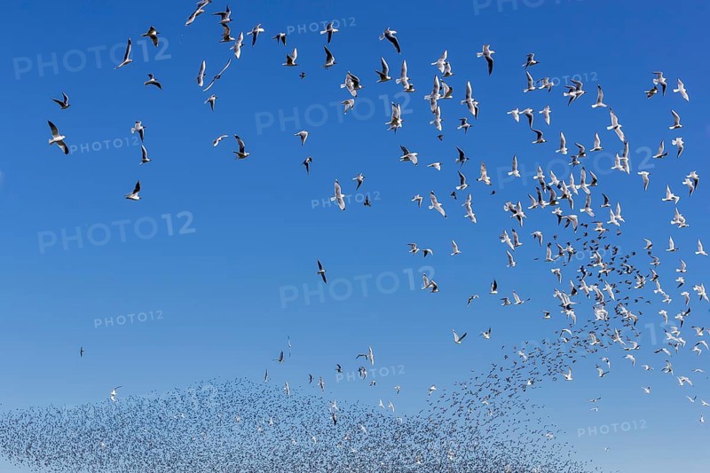 A flock of starlings (Sturnus vulgaris) as well as storm petrels (Larus canus) and black-headed gulls (Chroicocephalus ridibundus) form a large flight formation in the blue sky, autumn migration, spring migration, bird migration, assembly point, flight formation, Germany