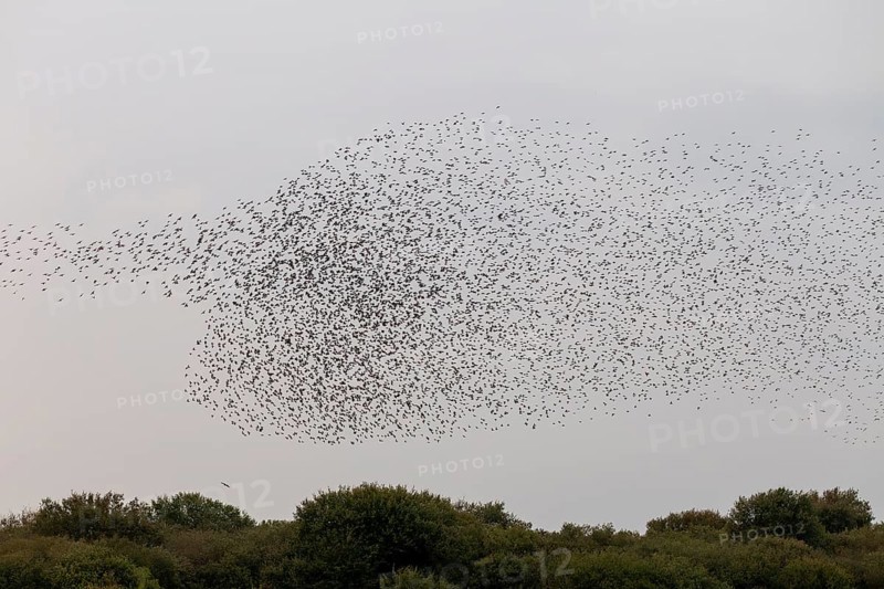 Below the flock of starlings (Sturnus vulgaris), a sparrowhawk (Accipiter nisus) follows the birds and hopes for an opportunity to catch prey, autumn migration, spring migration, bird migration, assembly point, flight formation, bird of prey, prey, prey predator, hunt, pursue, Germany