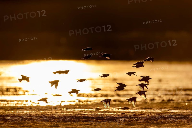 A small flock of starlings (Sturnus vulgaris) backlit, evening light, reflection, Germany