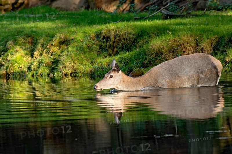 Female red deer (Cervus elaphus), wild deer, doe bathing, swimming on the bank of a pond at the edge of the forest, reflection in the evening light, Vogelsberg, Kälberbachteich, Büdingen Wildlife Park, Wetterau, Hesse, Germany