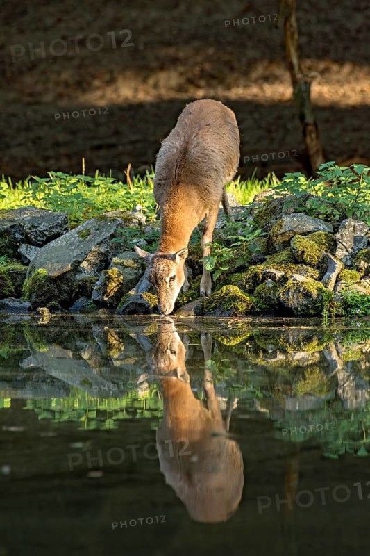 European mouflon (Ovis gmelini musimon), female, mouflon, mouflon drinking water from pond on basalt rock bank at forest edge, reflection in evening light, Vogelsberg, Kälberbachteich, Wildpark Büdingen, Wetterau, Hesse, Germany
