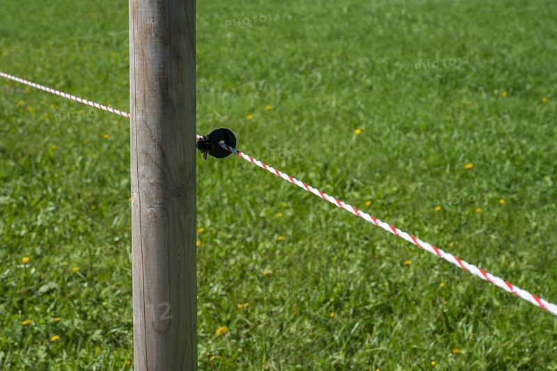 Insulator on an electric fence, willow fence, detail, Upper Bavaria, Bavaria, Germany
