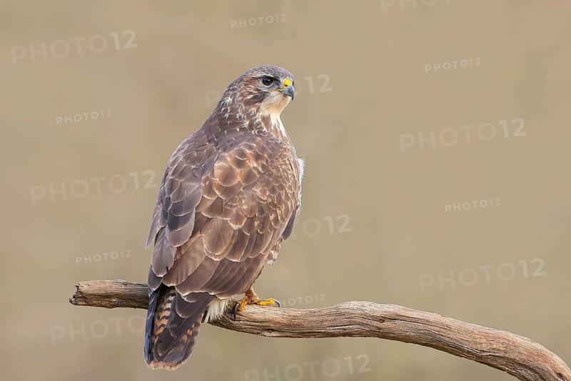 Buzzard (Buteo buteo) sitting attentively on a branch, wildlife, animals, birds, bird of prey, nature photography, Siegerland, North Rhine-Westphalia, Germany