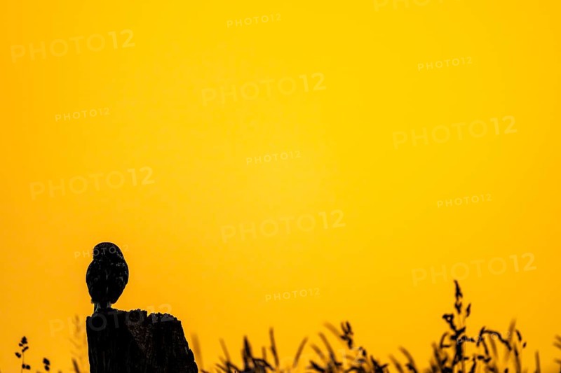 The silhouette of an owl Little Owl (Athene noctua) stands out clearly against a yellow, expansive sunset sky, a single owl silhouetted against a warm, orange sky, Wiehengebirge, Lower Saxony, Germany