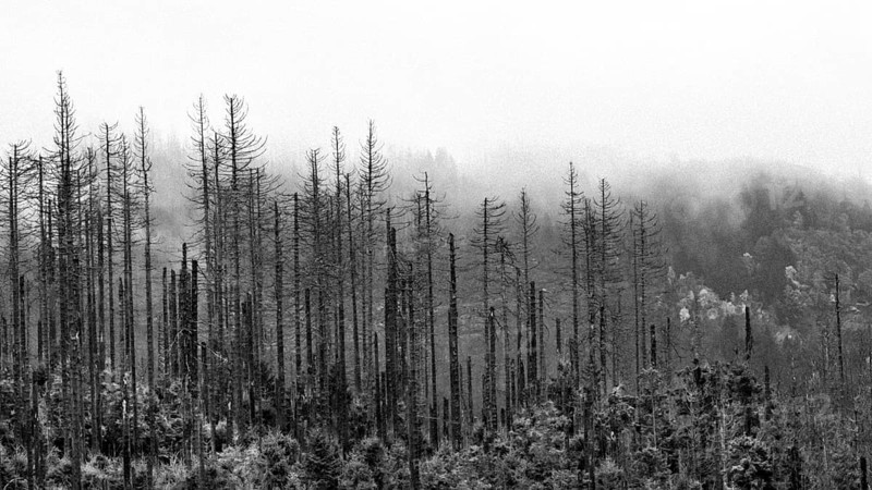 Dead trees Mountain spruce forest deaths in the Harz Mountains, Braunlage, Harz, Lower Saxony, Germany