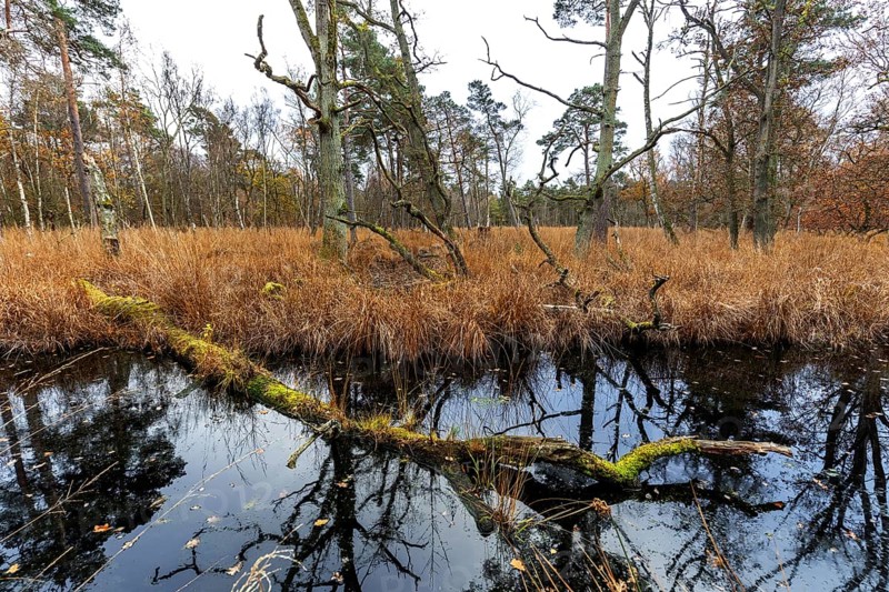 Moorland with trees in Osterwald, Zingst, Fischland-Darß-Zingst, Western Pomerania Lagoon Area National Park, Mecklenburg-Western Pomerania, Germany