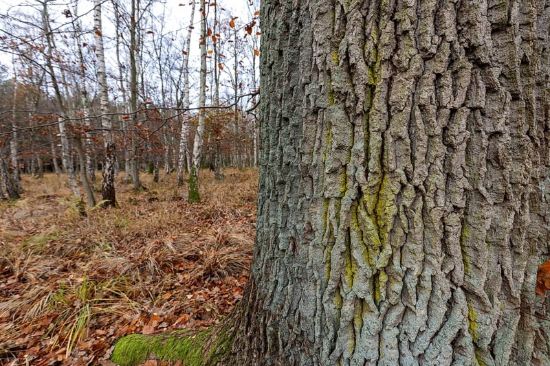 Birch trees (Betula), birch forest, thick tree trunk in front, Osterwald, Zingst, Fischland-Darß-Zingst, Western Pomerania Lagoon National Park, Mecklenburg-Western Pomerania, Germany