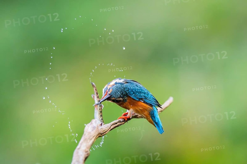 Common kingfisher (Alcedo atthis) sitting on an old wooden branch eating his fresh cought fish in late summer, wildife, Bavaria, Germany