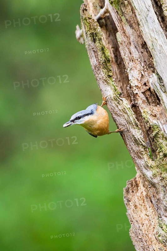 Eurasian nuthatch (Sitta europaea) sitting on an old wrotten tree trunk at a swamp, Bavaria, Germany