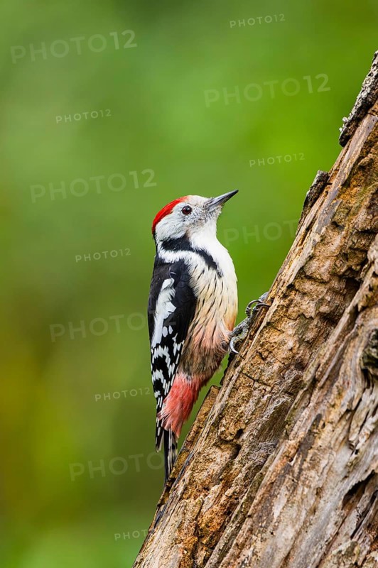 Middle spotted woodpecker (Dendrocoptes medius) sitting on an old wrotten tree trunk in late summer, Bavaria, Germany