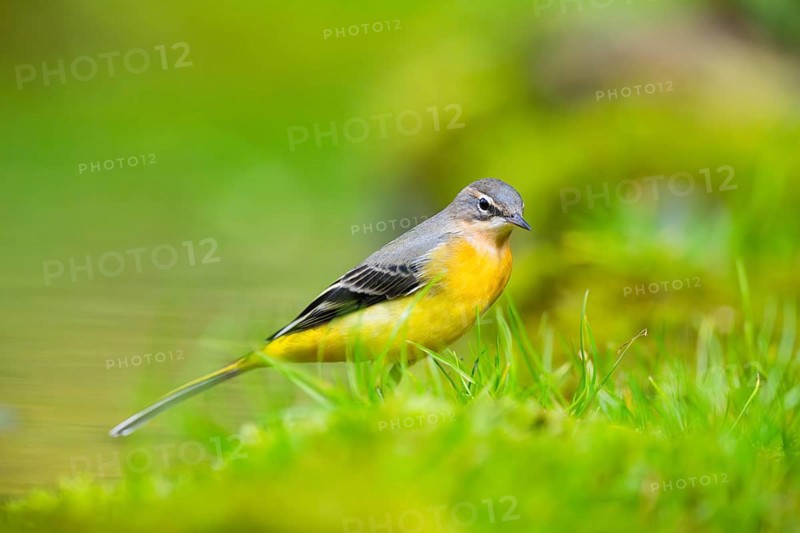 Grey Wagtail (Motacilla cinerea) hunting at a little lake in a swamp, wildlife, Germany