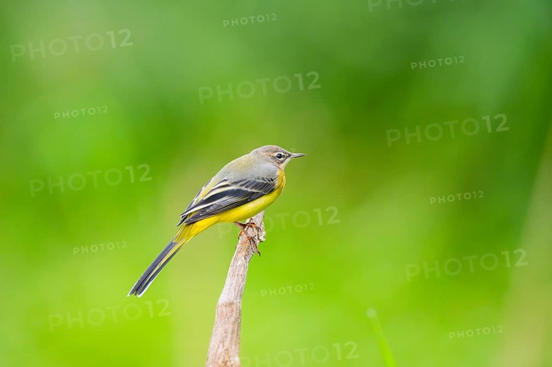 Grey Wagtail (Motacilla cinerea) sitting on a branch, wildlife, Germany