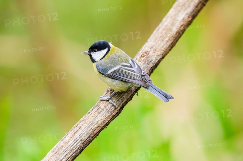Great tit (Parus major) sitting on stem of a reed at a swamp, Bavaria, Germany