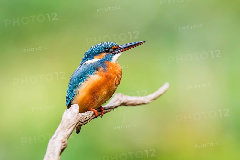 Common kingfisher (Alcedo atthis) sitting on an old wooden branch in late summer, wildife, Bavaria, Germany