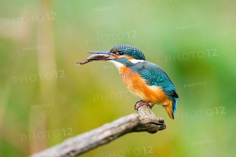 Common kingfisher (Alcedo atthis) sitting on an old wooden branch eating his fresh cought fish in late summer, wildife, Bavaria, Germany