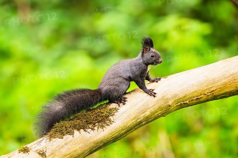 Red squirrel (Sciurus vulgaris) sitting on an old wrotten tree trunk in a forest, Bavaria, Gernany