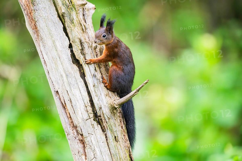 Red squirrel (Sciurus vulgaris) sitting on an old wrotten tree trunk in a forest, Bavaria, Gernany