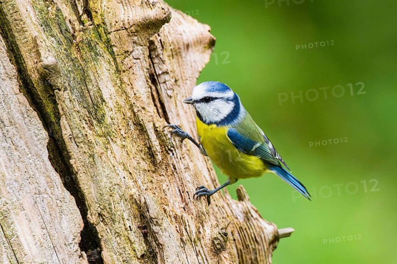 Eurasian blue tit (Cyanistes caeruleus) sitting on an old wrotten tree trunk at a swamp, Bavaria, Germany