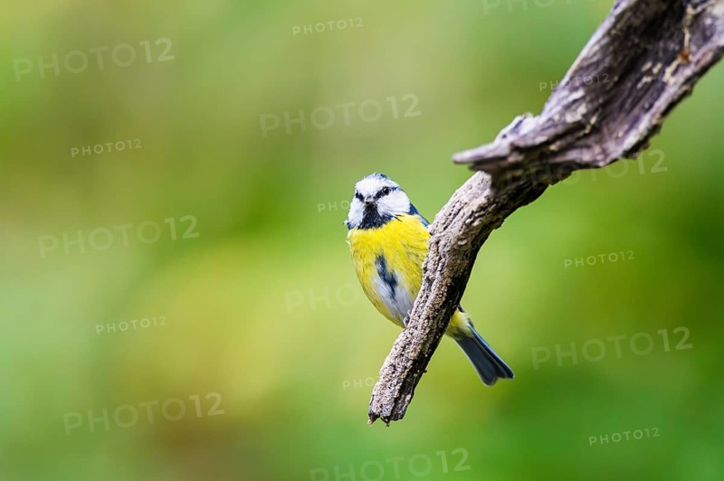 Eurasian blue tit (Cyanistes caeruleus) sitting on an old wood at a swamp, Bavaria, Germany