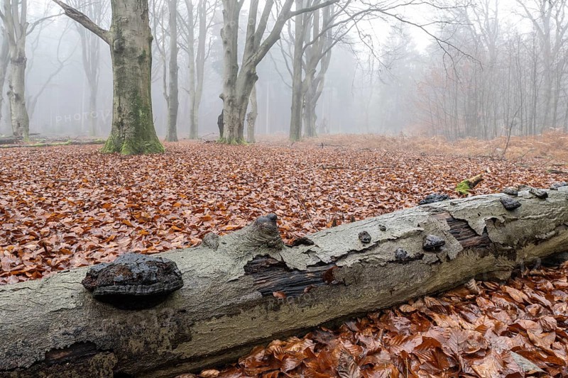 Old beech forest (Fagus sylvatica) in the fog, Emsland, Lower Saxony, Germany
