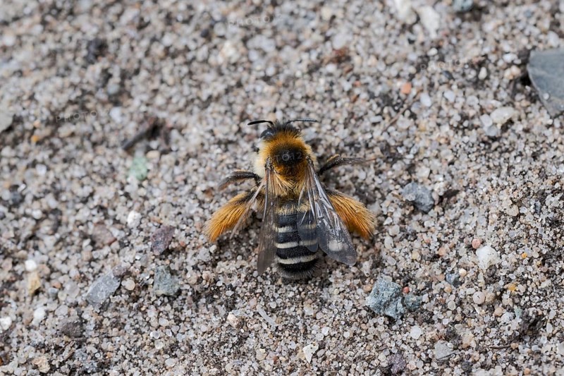 Brown-rumped trouser bee (Dasypoda hirtipes) on sandy soil, Lower Saxony, Germany