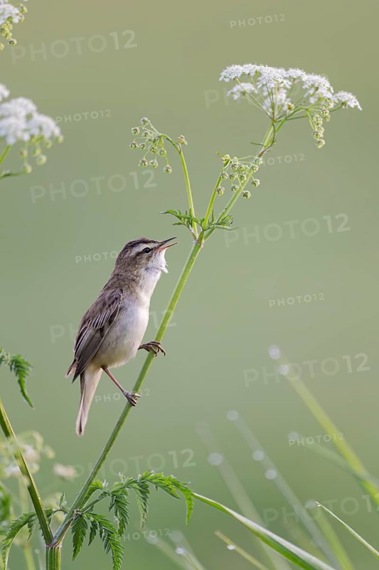 Reed Warbler, Acrocephalus schoenobaenus, Sedge Warbler, Lower Saxony, Germany