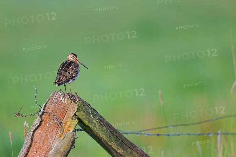 Common snipe (Gallinago gallinago) sitting on a pole, Lower Saxony, Germany