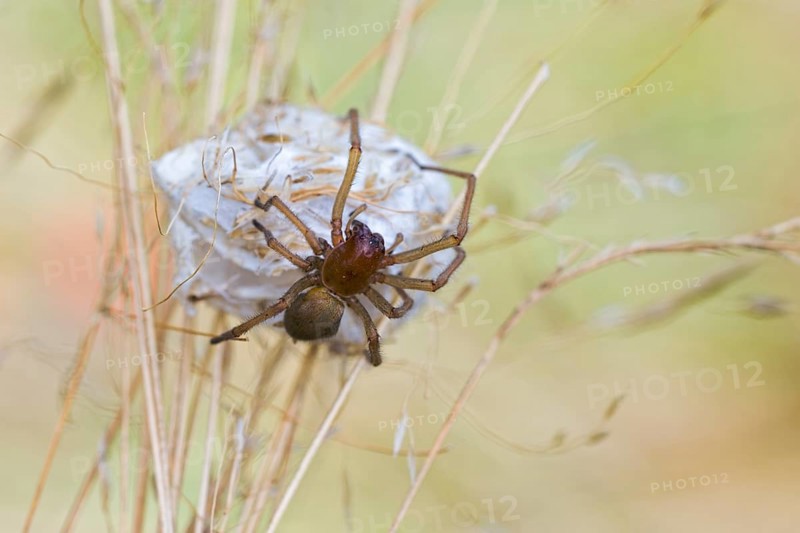 Female nurse's thorn finger, Cheiracanthium punctorium, female Yellow sac spider, Saxony-Anhalt, Germany
