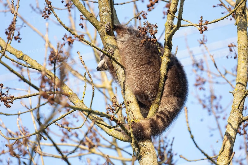 A cute raccoon sleeps relaxed on a tree between the branches and enjoys the warm winter sun. This tranquil scene provides a sense of peace and closeness to nature
