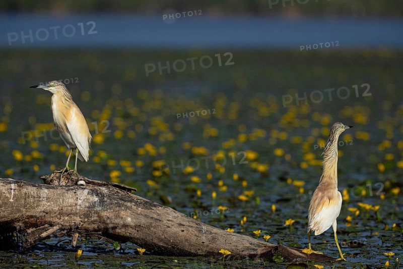 Squacco Heron (Ardeola ralloides) in the fog Hungary