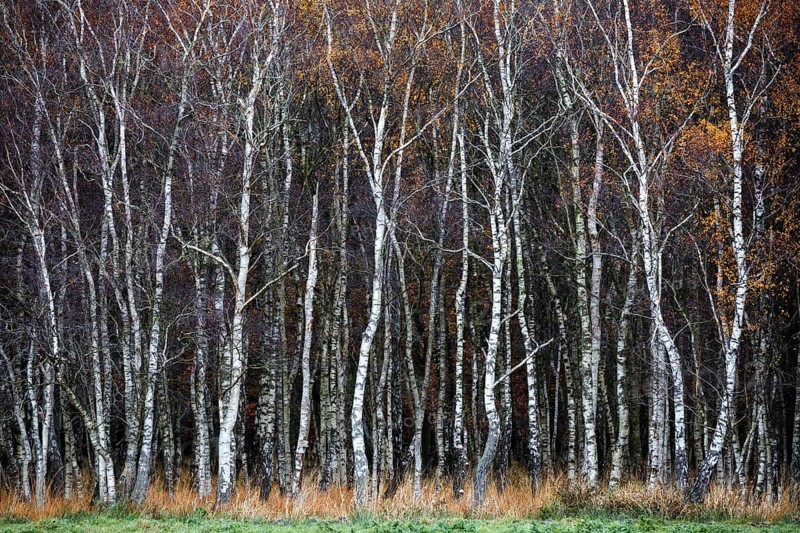 Birch forest, autumn coloured birch trees (Betula), Osterwald, Zingst, Fischland-Darß-Zingst, National Park Vorpommersche Boddenlandschaft, Mecklenburg-Vorpommern, Germany