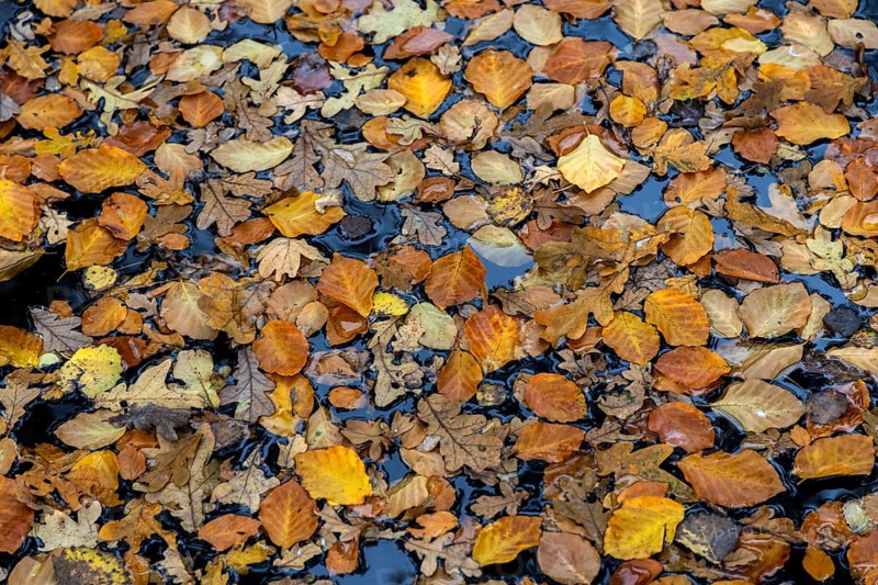 Autumn leaves, autumn-colored leaves floating on moor water, Osterwald, Zingst, Fischland-Darß-Zingst, Western Pomerania Lagoon Area National Park, Mecklenburg-Western Pomerania, Germany