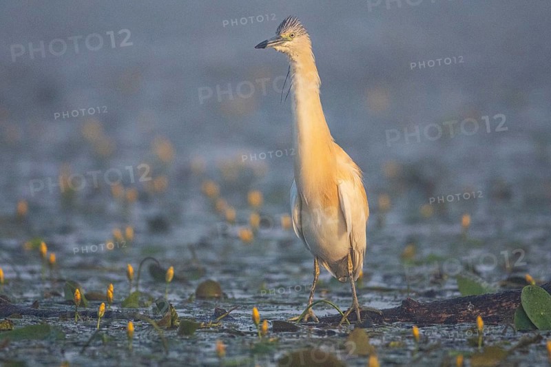 Squacco Heron (Ardeola ralloides) in the fog Hungary