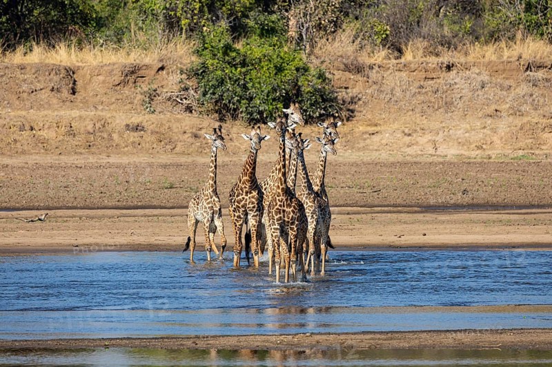 Thornicroft's Giraffe (Giraffa camelopardalis thornicrofti) crossing Luangwa River Zambia August