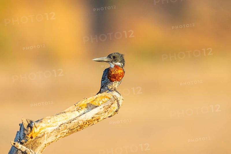 Giant kingfisher (Alcedo atthis) Zambia August