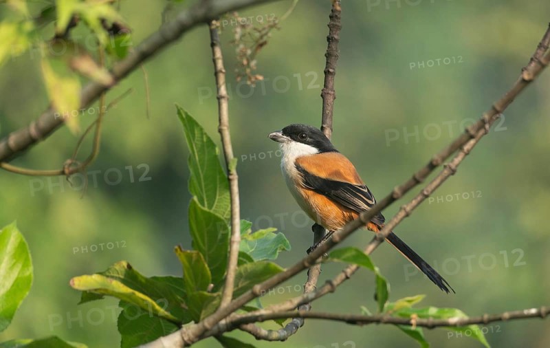 A long-tailed shrike or rufous-backed shrike (Lanius schach) sits on a tree branch, Sreepur, Gazipur, Bangladesh