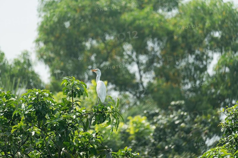 A Cattle Egret (Bubulcus ibis) sits on a branch of a mango tree, Sreepur, Gazipur, Bangladesh