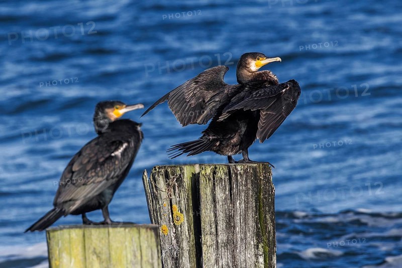 Cormorants (Phalacrocorax carbo) sitting on groynes, Fischland-Darß-Zingst, Baltic Sea, Mecklenburg-Western Pomerania, Germany