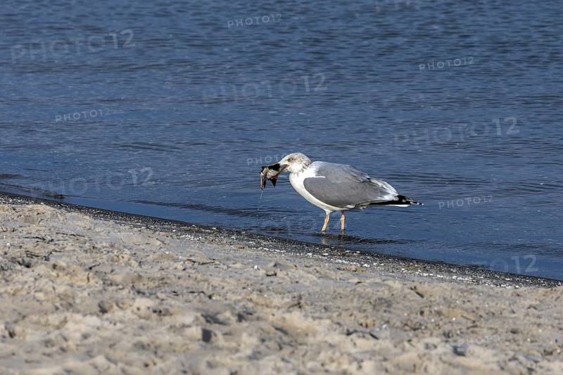 Seagull (Larinae) on the beach, eating a fish, Fischland-Darß-Zingst, Baltic Sea, Mecklenburg-Western Pomerania, Germany