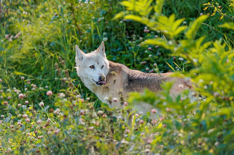 A timber wolf (Canis lupus lycaon) stands in backlight on a sunny day in dense green vegetation in a clearing. NE USA