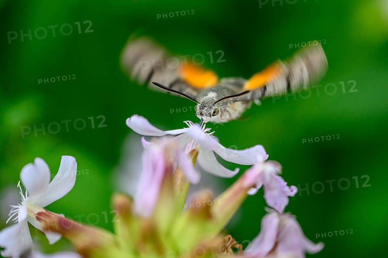 A dove tail (Macroglossum stellatarum) flies near pink flowers of soapwort (Saponaria officinalis) in a lively and spring-like environment, Dümmerniederung, Diepholzer Moorniederung, Lower Saxony, Germany
